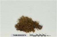 藏品(灰苔科)的圖片